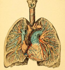 And antique medical drawing of lungs, blood vessels, and the heart.