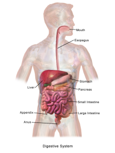 a silhouette of a person with the parts of their digestive system labeled. Mouth leads into the esophagus, which moves through the pancreas, stomach, the small and large intestine, and finally the anus.