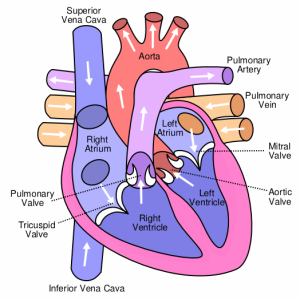 Image of a heart with key anatomy terms labeled. The right atrium sits above the right ventricle, and the left atrium sits above the left ventricle. It shows blood flowing into the atriums, and out of the ventricles via the aorta.